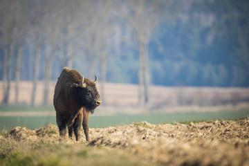 European bison - Bison bonasus in the Knyszyn Forest (Poland) © szczepank