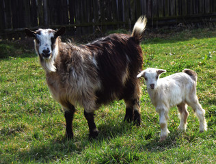 Obraz premium Mother goat and her baby in the village