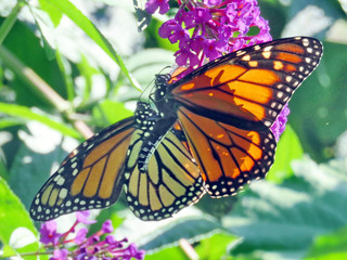Toronto High Park the Monarchs on a buddleja flower 2018