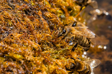 Bees drinking water from wet moss, bees drinking water, macro photo