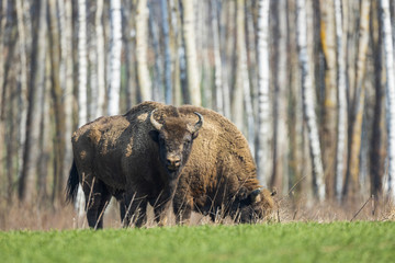 Obraz na płótnie Canvas European bison - Bison bonasus in the Knyszyn Forest (Poland)