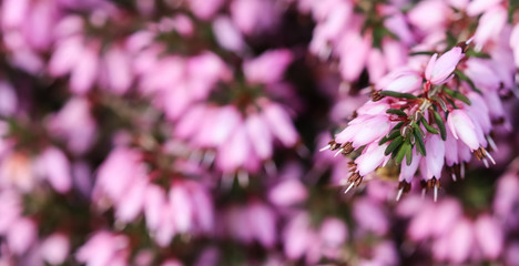 Pink Erica carnea flowers (winter Heath) in the garden in early spring
