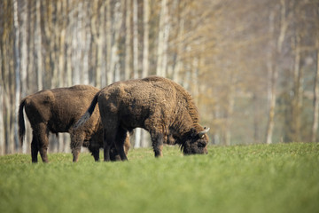 European bison - Bison bonasus in the Knyszyn Forest (Poland)