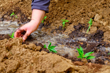 hands of a woman planting seedlings of vegetables in the garden