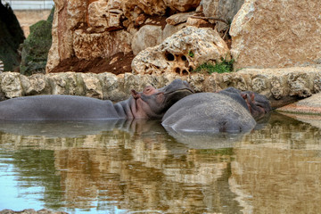 Two hippos sleep in a pond