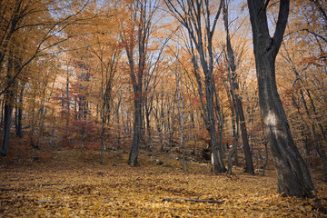 autumn view in the woods