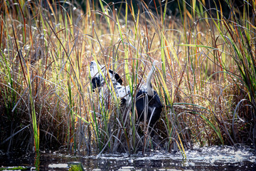 dog shakes off water in a marsh