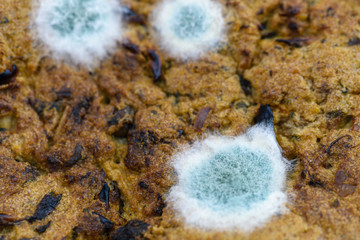 Bluemould penicillin mould growing on a vegetarian hamburger.