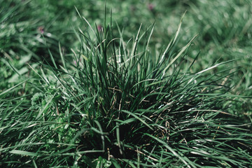 background with grass, grass, greenery, green textures, texture