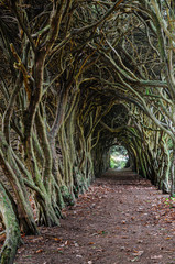 Tree Tunnel made over years by shapinng treetrunks to create a tunnel through a forest.