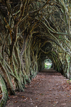 Tree Tunnel made over years by shapinng treetrunks to create a tunnel through a forest.