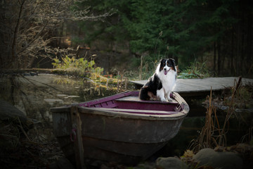 Border collie by the water. Nice portraits. Next to the boat