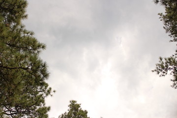 Obraz premium trees and clouds