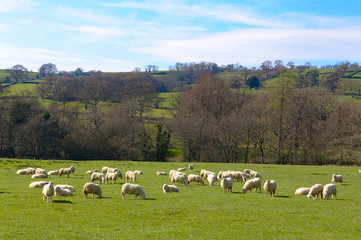 Fototapeta premium herd of sheep on pasture