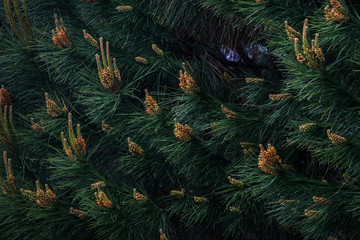 Detail of blossoming pine tree, renewing branches. Tame pine leaves texture.