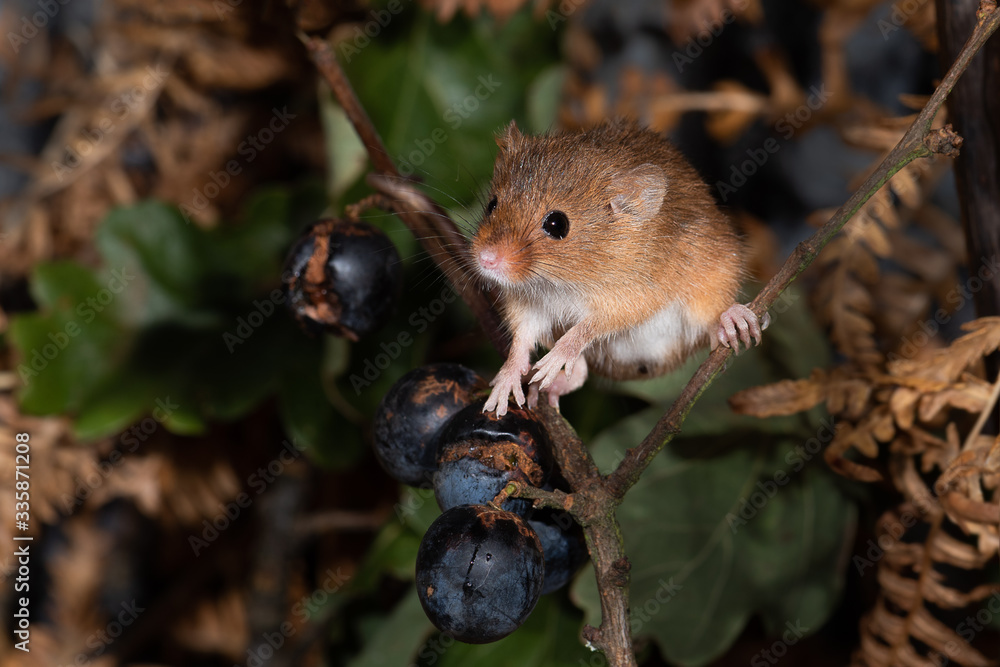 Poster a close up portrait of a small harvest mouse balancing on branches with black currants