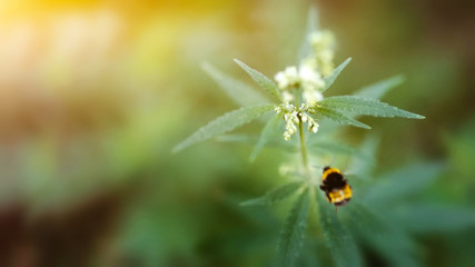 Red-tailed bumblebee on hemp collects pollen from the flowering cannabis, Beautiful background of green cannabis flowers, a place for copy space