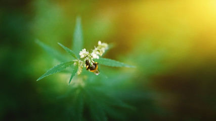 Red-tailed bumblebee on hemp collects pollen from the flowering cannabis, Beautiful background of green cannabis flowers, a place for copy space