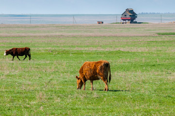 Cattle,colloquially cows,are the most common type of large domesticated ungulates. They are a prominent modern member of the subfamily Bovinae, are the most widespread species of the genus Bos taurus.