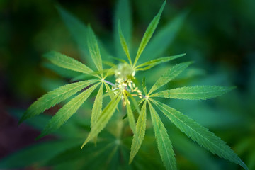 Cannabis outdoor plantation of hemp plants, Beautiful leaves of the marijuana cannabis plant, growing organic hemp background herb on the farm