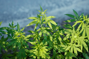 Obraz premium Konopie indyjskie na zewnątrz plantacji roślin konopi, piękne liście konopi marihuany, uprawa organicznych ziół konopi w gospodarstwie