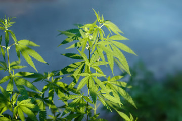 Unique beautiful leaves of the marijuana cannabis plant, growing organic cannabis background herb on the farm