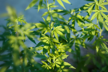 Unique beautiful leaves of the marijuana cannabis plant, growing organic cannabis background herb on the farm