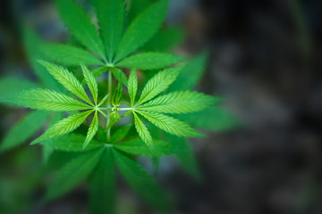 Unique beautiful leaves of the marijuana cannabis plant, growing organic cannabis background herb on the farm