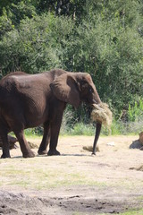 Fototapeta premium elephants in the zoo