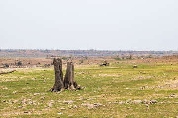 Tree stump images of dead large trees