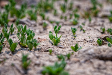 The picture of a small tree that grows in arid ground in the concept of saving the world, creating the world.