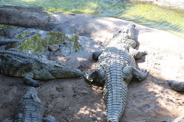 Gators