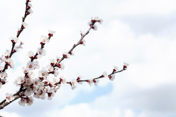 White flowers on an apricot tree branch in the cloudy sky. Spring flowering background.