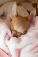 A mini chihuahua puppy is sleeping in his bed. The puppy is two months old.