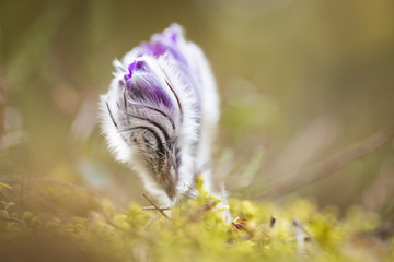 Beautiful purple little furry pasque-flower. (Pulsatilla grandis) Blooming on spring meadow at the...