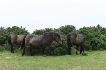 Fototapeta premium Wild horses playing on the hillside in Somerset