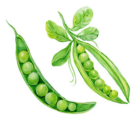 pea pod watercolor on an isolated white background