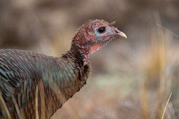 Turkey explores it's habitat in spring
