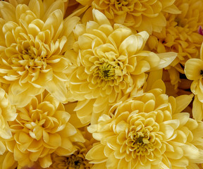 vibrant yellow chrysanthemums top view, natural background