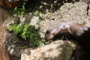 otter eating