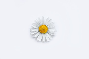 Flower of white chamomile on white background