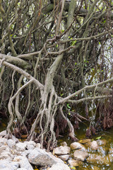Roots of a mangrove tree growing beside the Den Ngoc Son Confucious Temple at Ho Hoan Kiem lake, Hanoi, Vietnam