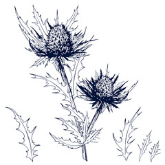 Sketchy blue thistle flowers.