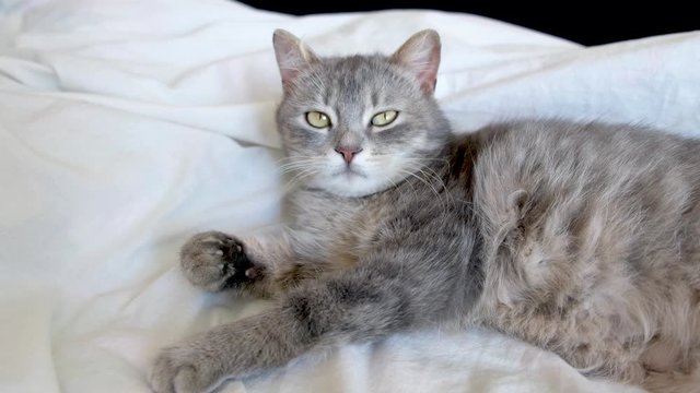 Grey cat with green eyes resting and relaxing on white bed.  Kitten tries to sleep. Happy pet at home.
