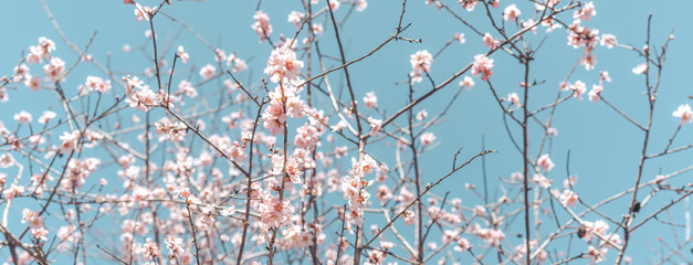 Closeup flower of plum blossom in spring. Banner and background of spring flowers and pollination...