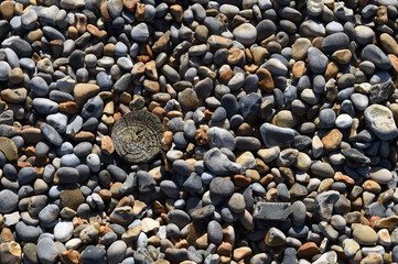 Wood and pebbles on a stony beach