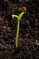 tomato seedling in soil
