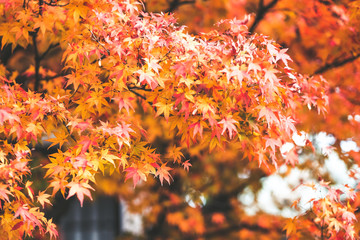 Leaves changing colors in Japan There are both green, yellow and red that are flowering for the past tourists to watch, Japan.