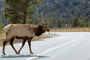 Wild Elk Roaming the Rocky Mountains 