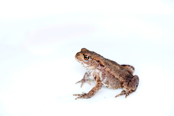 toad on white background
